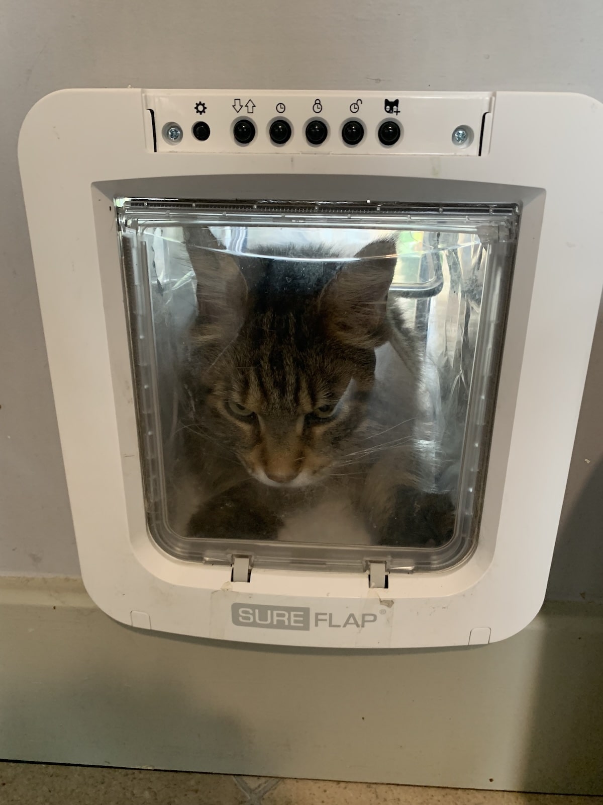 Best Cat Flaps For Maine Coon Cats