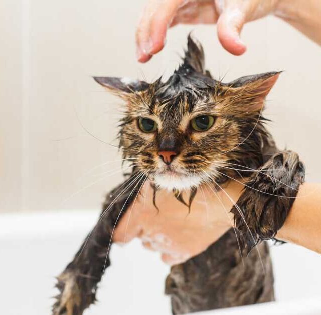 Best Maine Coon Cat Products