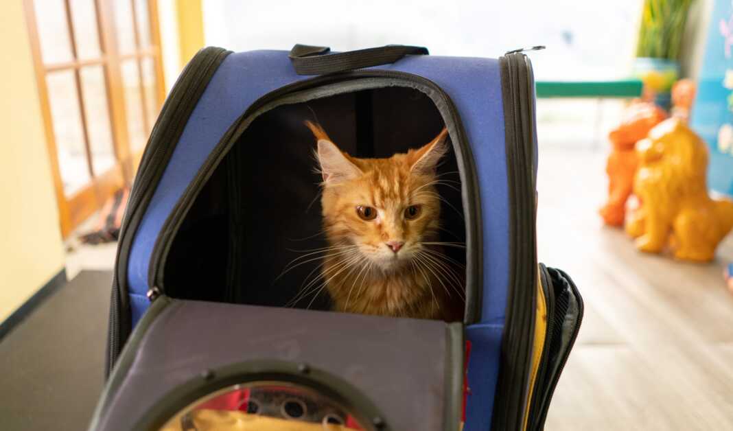 Best tips for traveling with a Maine Coon cat