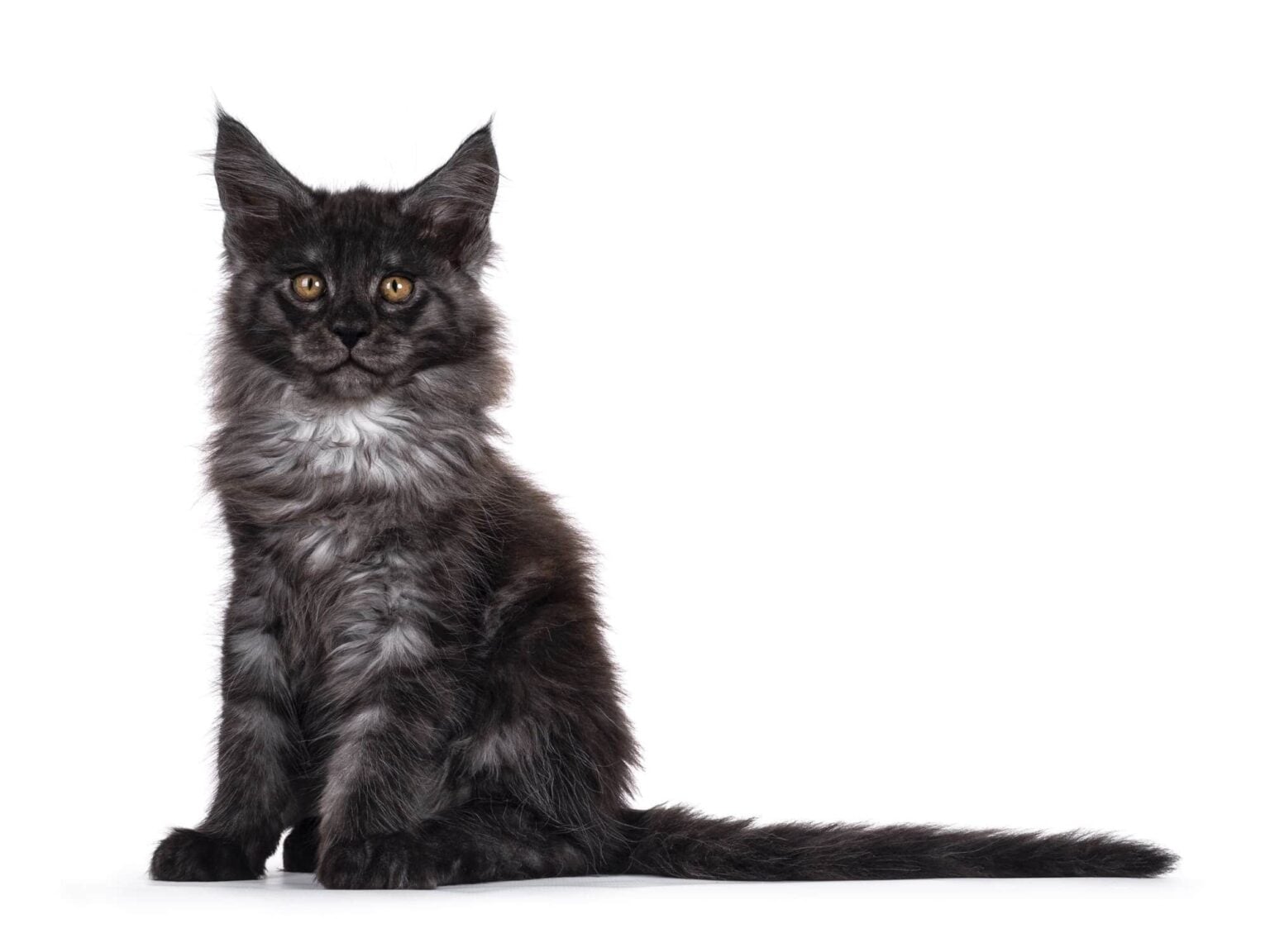 Maine Coon Colour Guide – What Your Cat’s Coat Really Means. – Maine ...