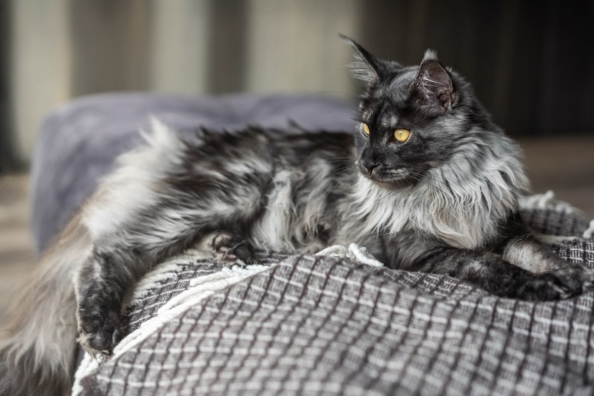 Black and silver Maine Coon cat with yellow eyes