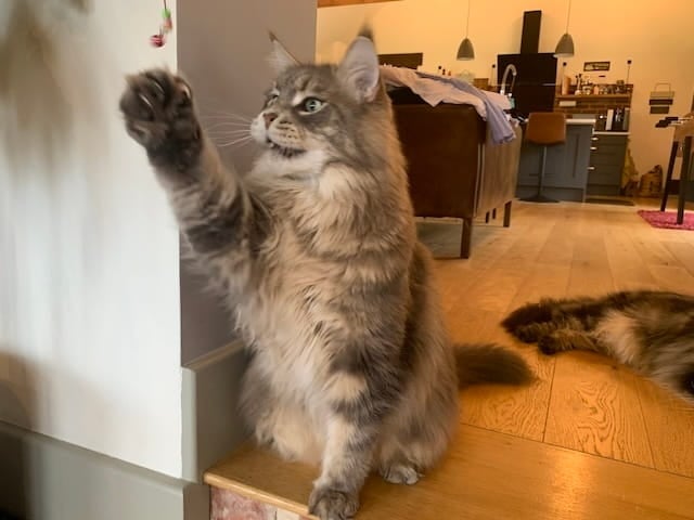 Blue tabby Maine Coon Cat