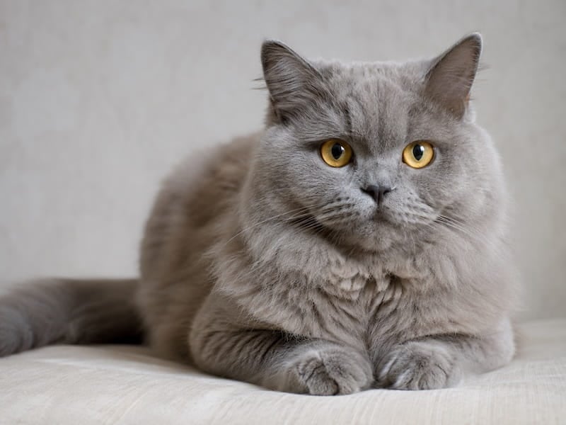 British long-haired cat staring at the camera - Image created by ChatGPT 230826
