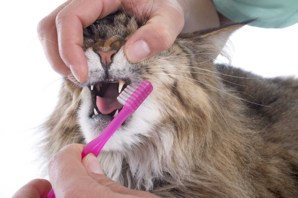 Brushing Maine Coon cat teeth