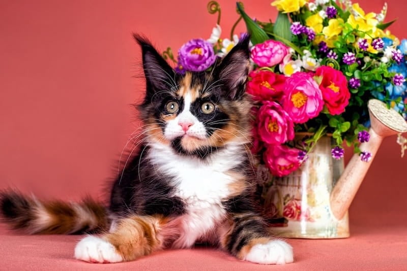 Calico Maine Coon Kitten