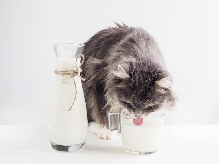 Can Maine Coons Drink Milk?