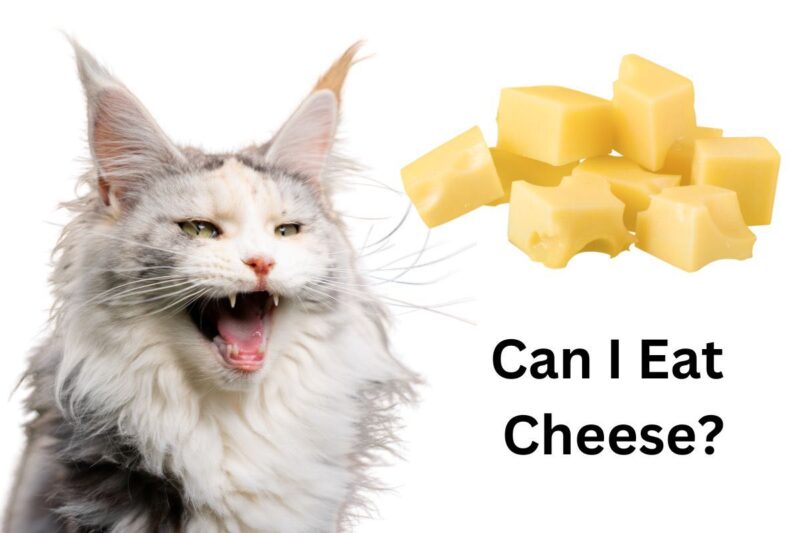 5 Best Cat Foods For Maine Coons