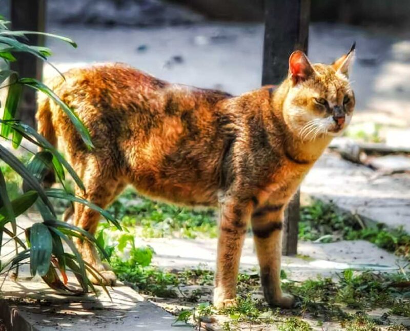 Chausie Cat Breed