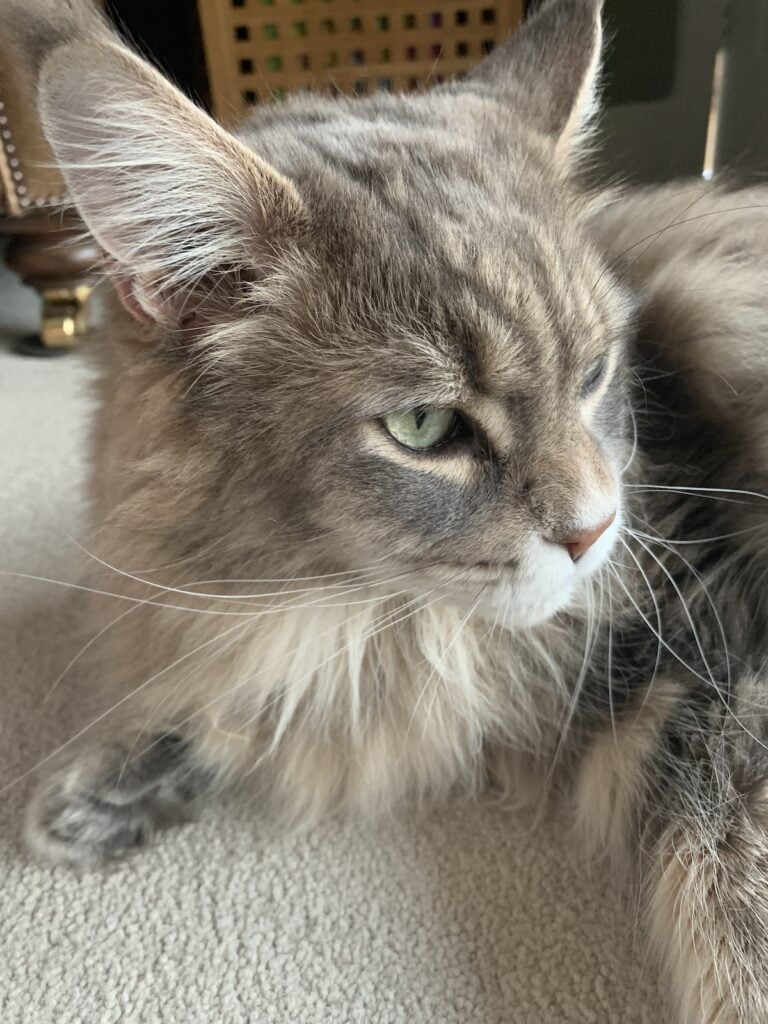 Maine Coon Eye Facts