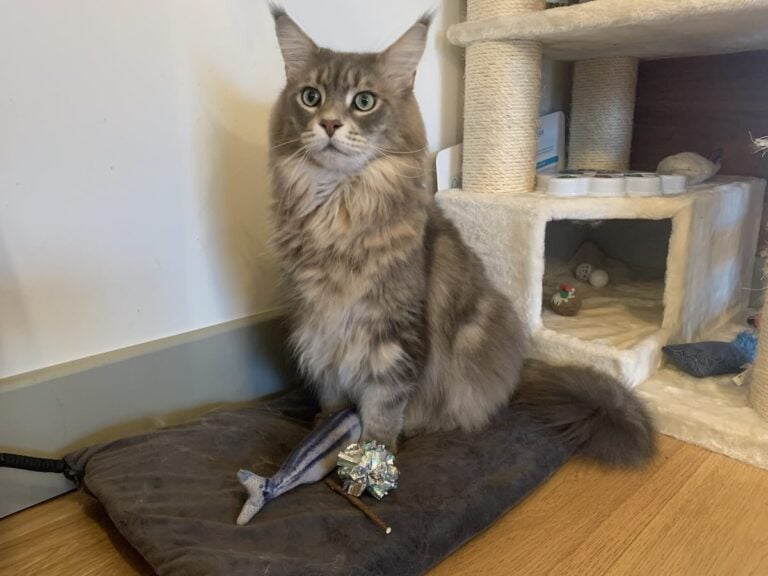 Stunning blue tabby Maine Coon cat named Mika sat upright on a heating pet bed, with his toys at his feet. This is one of Katrina Stewardson's Maine Coon cats.