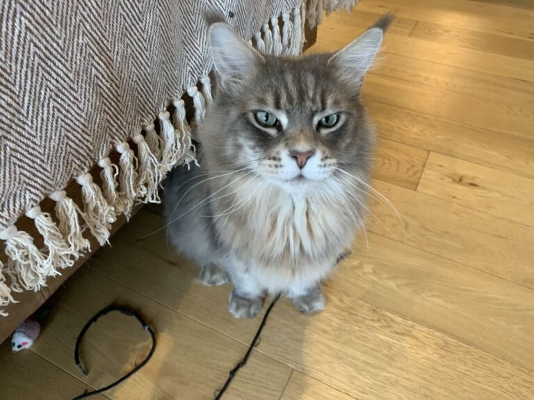 Why Do Maine Coons Look Like Humans? – Maine Coon Central