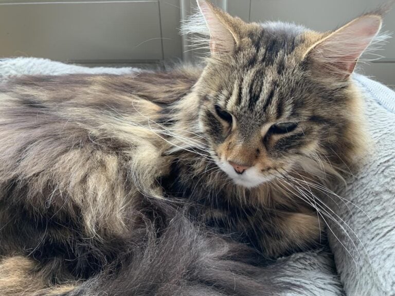 Maine Coon Growth Chart By Age Maine Coon Central