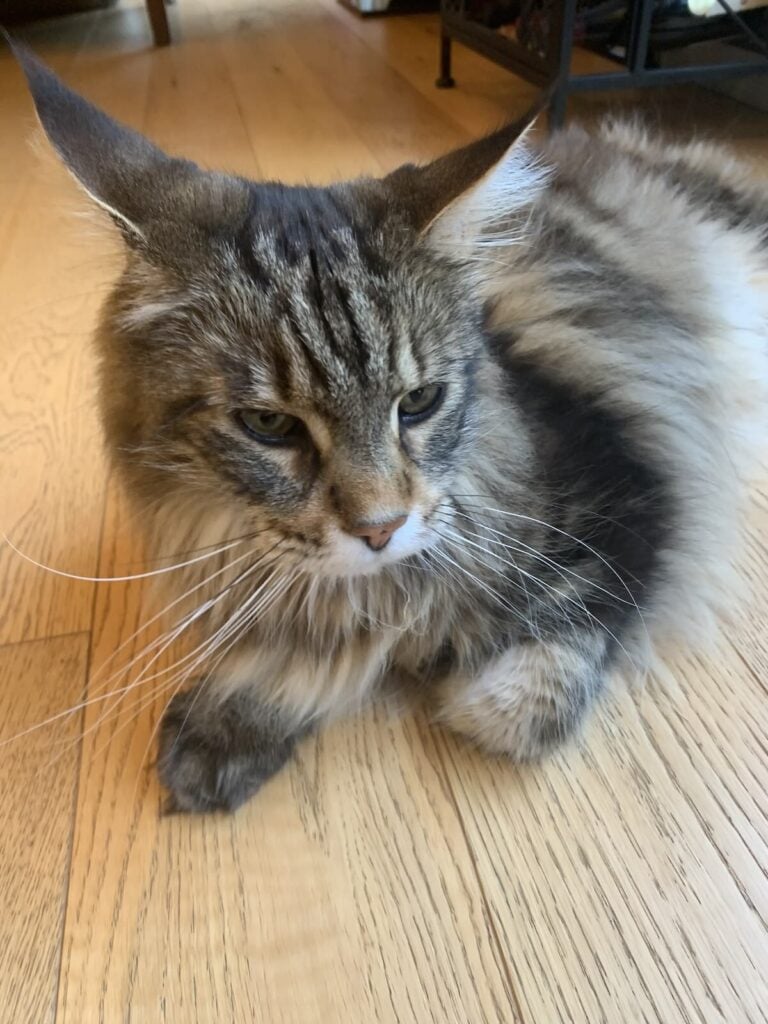 Brown tabby Maine Coon cat laying on a wooden floor with his ears pointed upwards.