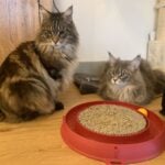 Two Maine Coon cat brothers sat down next to each other watching something out of sight. They are sat next to a fun cat toy with scratching post. One Maine Coon is a brown tabby and the other is a blue tabby.