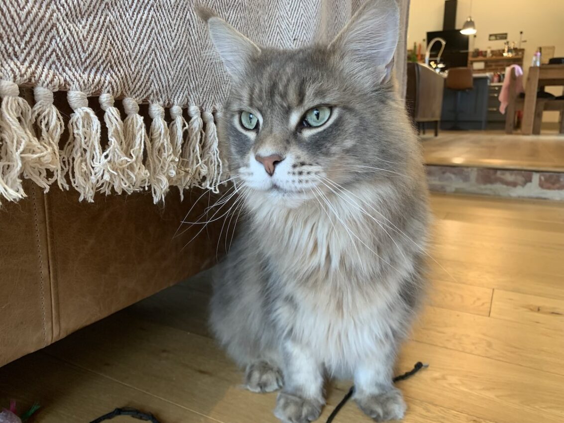 Blue tabby Maine Coon cat sat next to a sofa