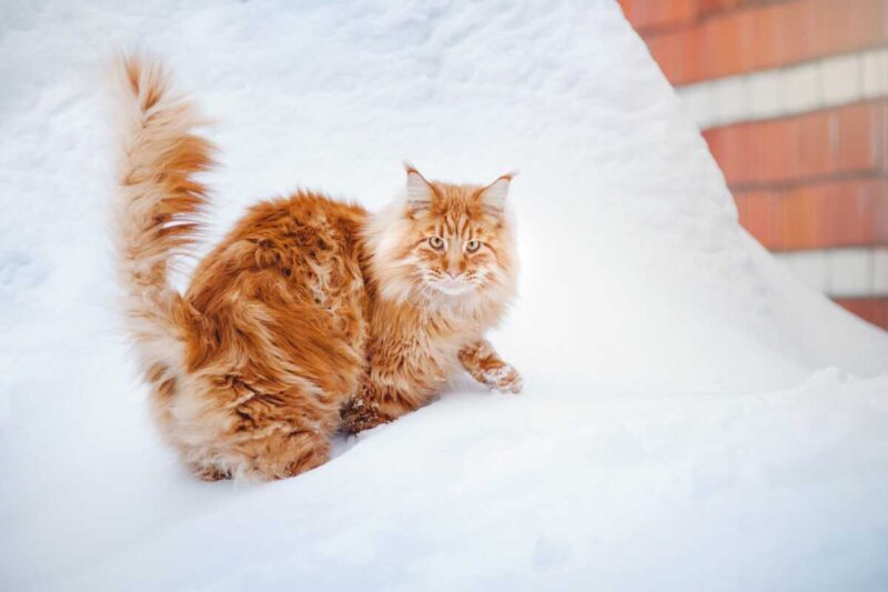 Maine Coon Rescue Centers By US State