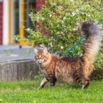 How To Train A Maine Coon To Walk On A Leash