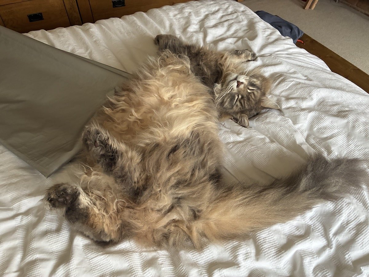 How big do Maine Coons get? Picture of Mika our Maine Coon sprawling over the bed