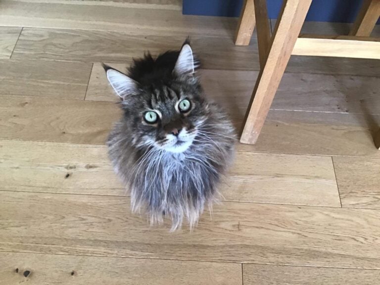 Maine Coon Breeders USA - Picture of Pippin, my Tabby Maine Coon cat.