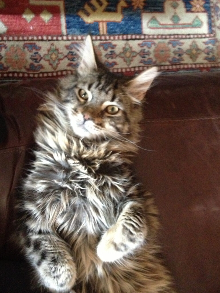 Pippin the Maine Coon kitten, in France