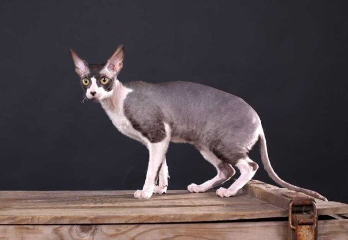 15 Cat Breeds That Get Along With Dogs - Cornish Rex