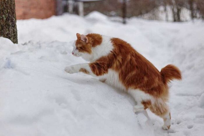Kurilian Bobtail Cat
