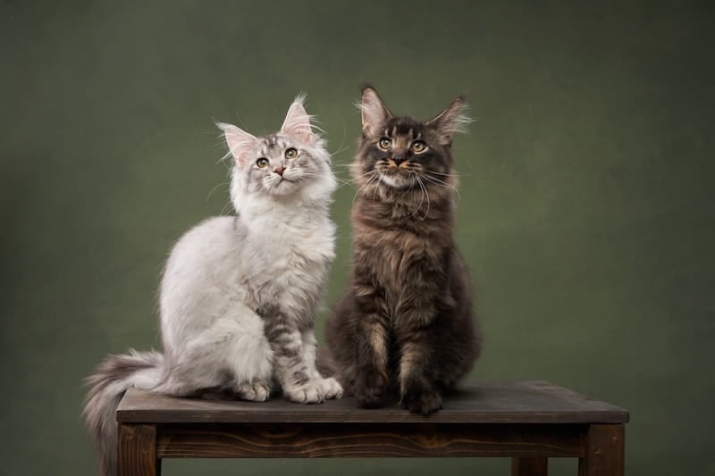 On the left is a Black silver tabby and white Maine Coon. On the right is a Brown tabby Maine Coon