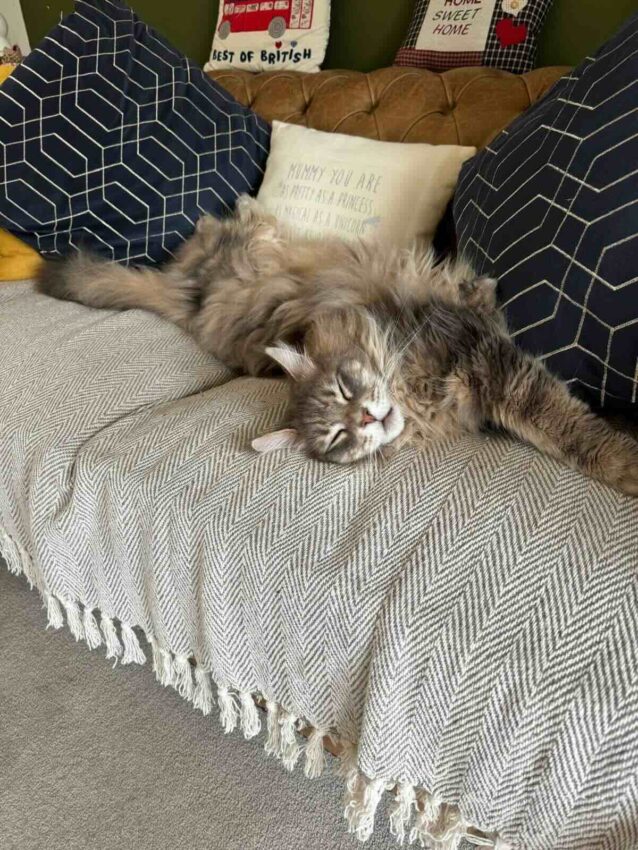 Maine Coon cat laying on sofa, stretched out and fast asleep.