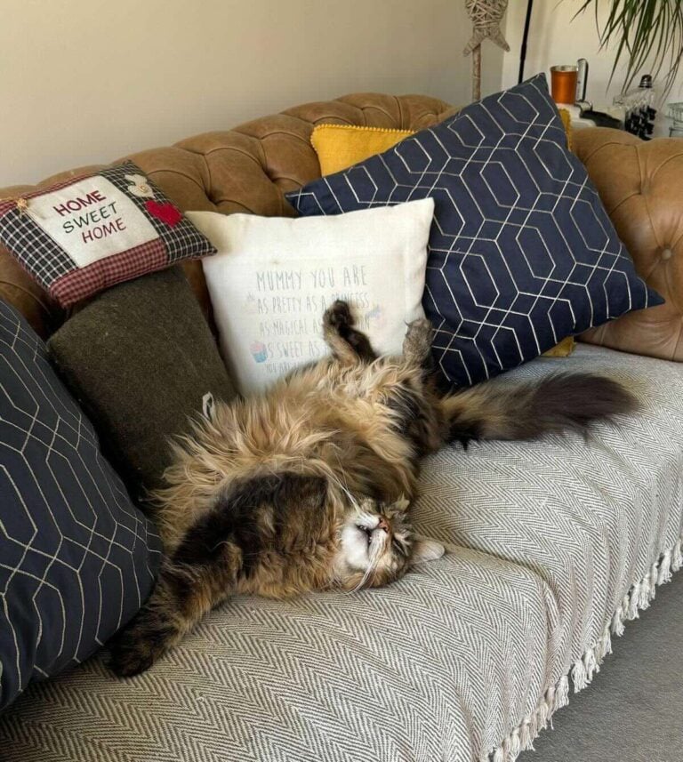 Feline Hyperesthesia Syndrome In Cats