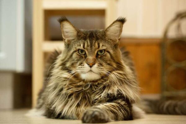 Barivel The Maine Coon: World’s Longest Living Domestic Cat – Maine ...
