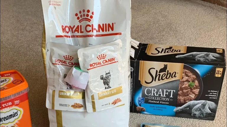 Maine Coon Cat Food