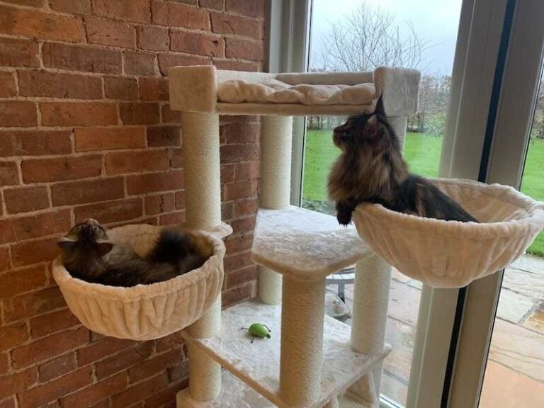 6 Best Cat Trees For Large Cats Maine Coon Central