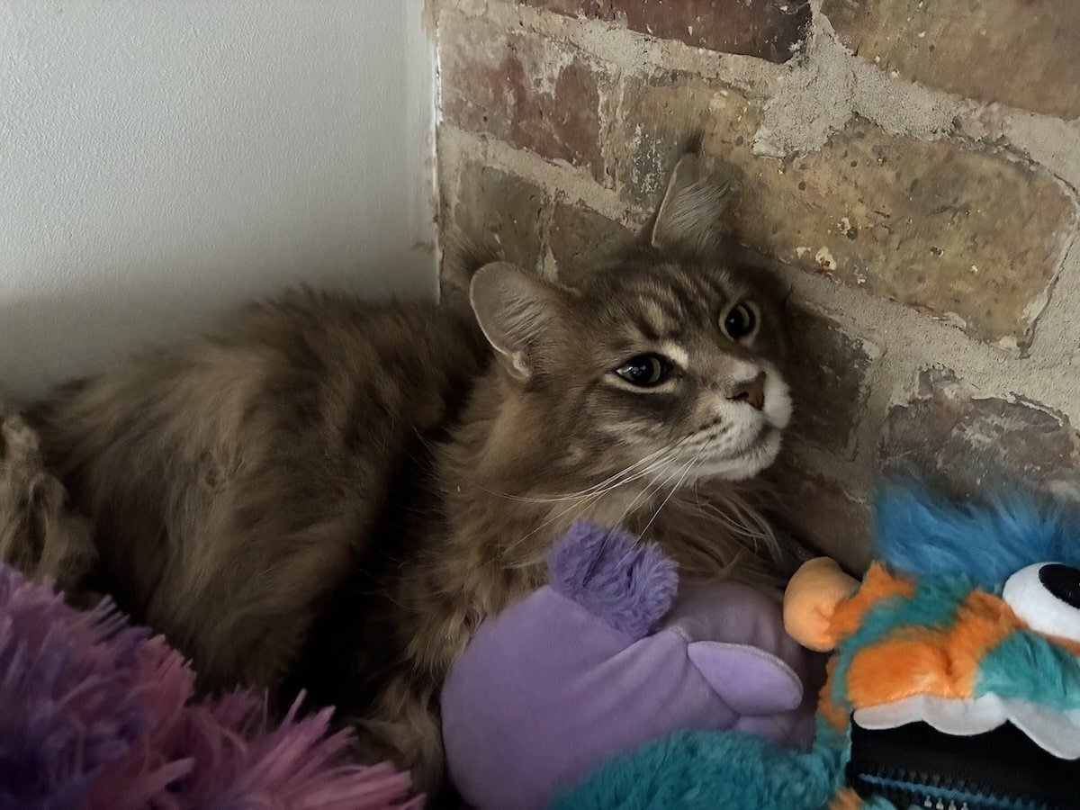 Maine Coon Central's Maine Coon cat named Mika. He's sat in kids toy tub!