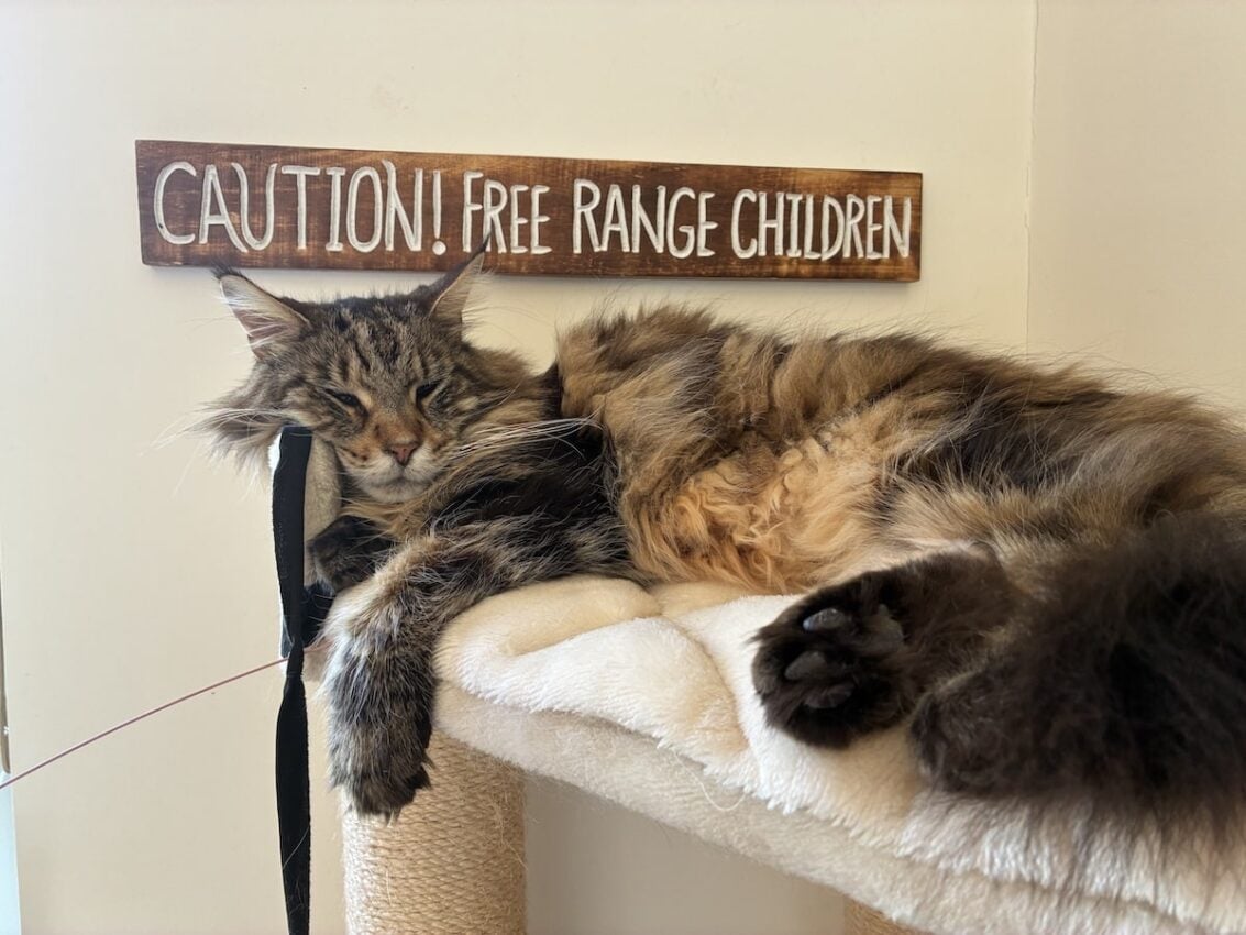 Maine Coon Central's cat Bali, sleeping in his cat tree