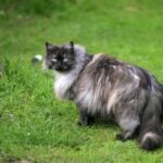 Maine Coon Neblung Mix