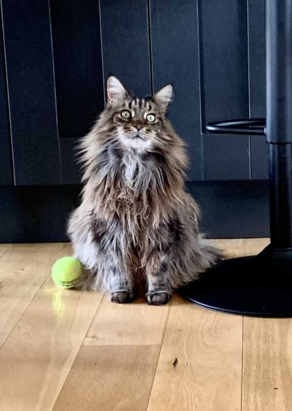 Pippin our Maine Coon cat sitting next to the cupboard