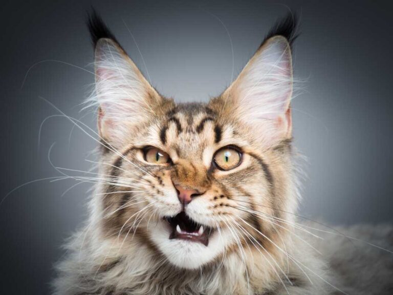 Maine Coon Teeth Problems – Maine Coon Central