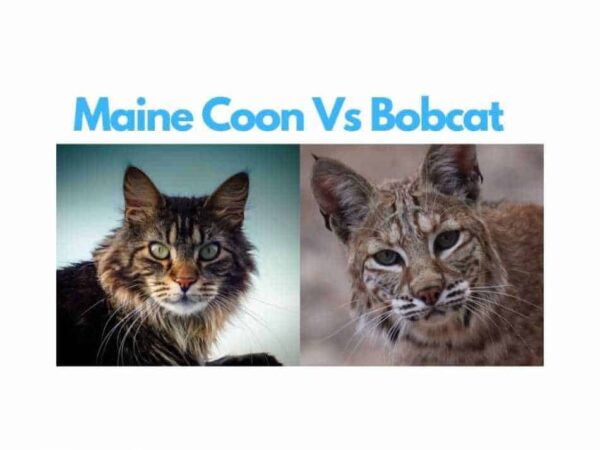 Maine Coon Vs Bobcat – Maine Coon Central