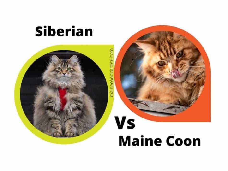 35 Unusual Facts About Maine Coon Cats