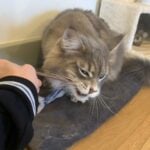 Blue tabby Maine Coon cat chewing a catnip stick