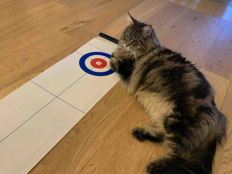 Maine Coon cat playing curling game