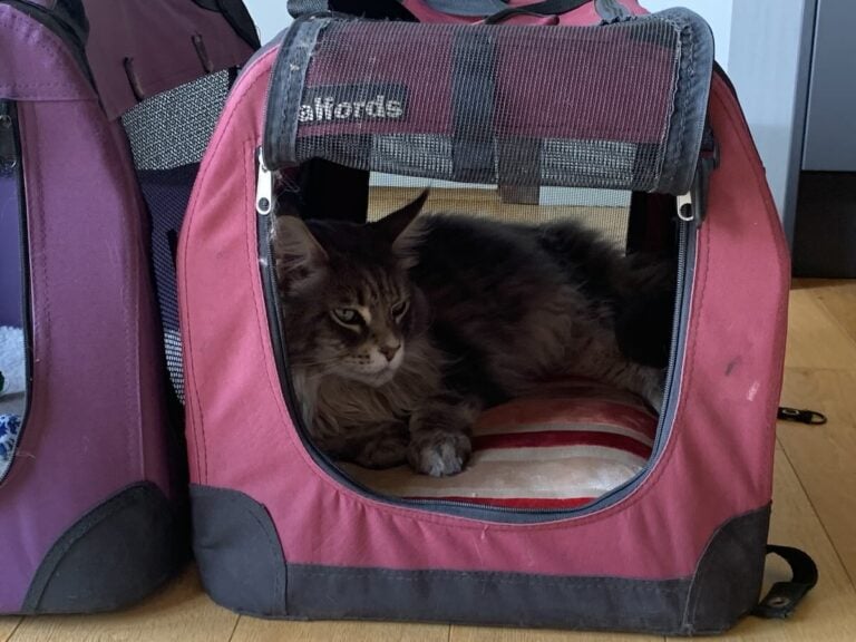 Maine Coon cat sat in cat carrier waiting to go to the vets