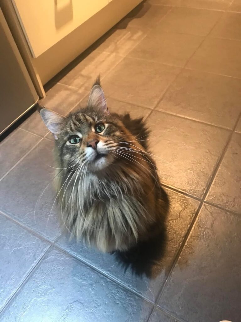 Maine Coon cat sat on tiled floor looking upwards