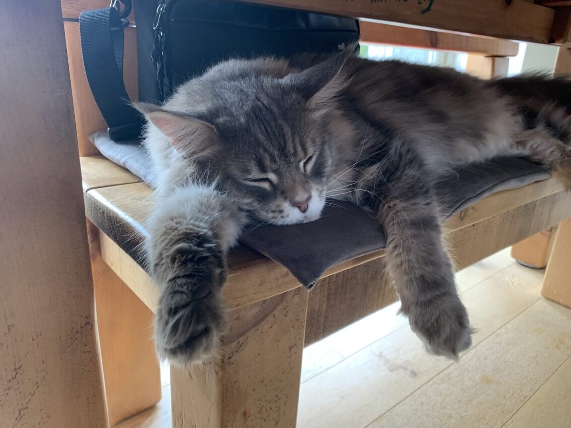 Maine Coon cat slumped over bench sleeping