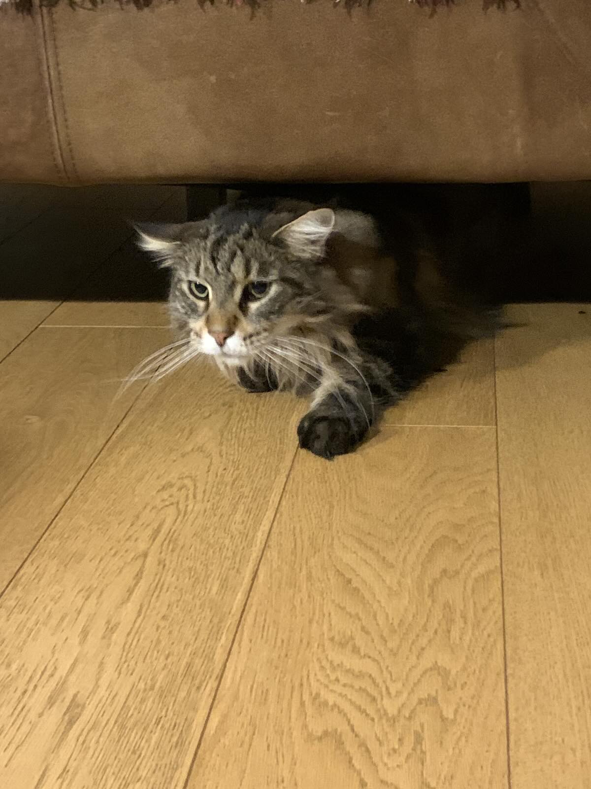 Silly Maine Coon cat crawling underneath the sofa, looking squashed