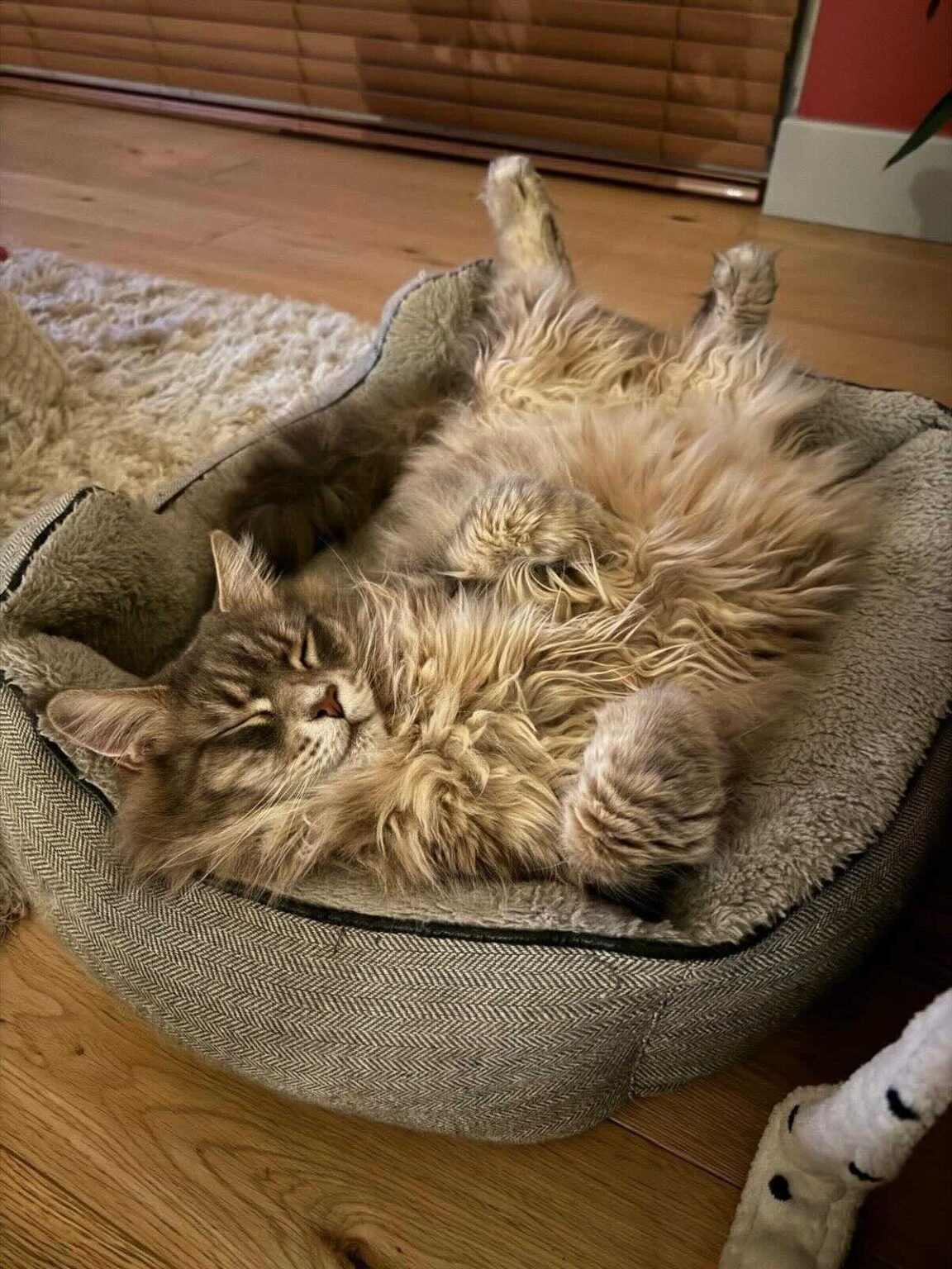 Why Maine Coons Have An ‘M’ On Their Forehead Maine Coon Central