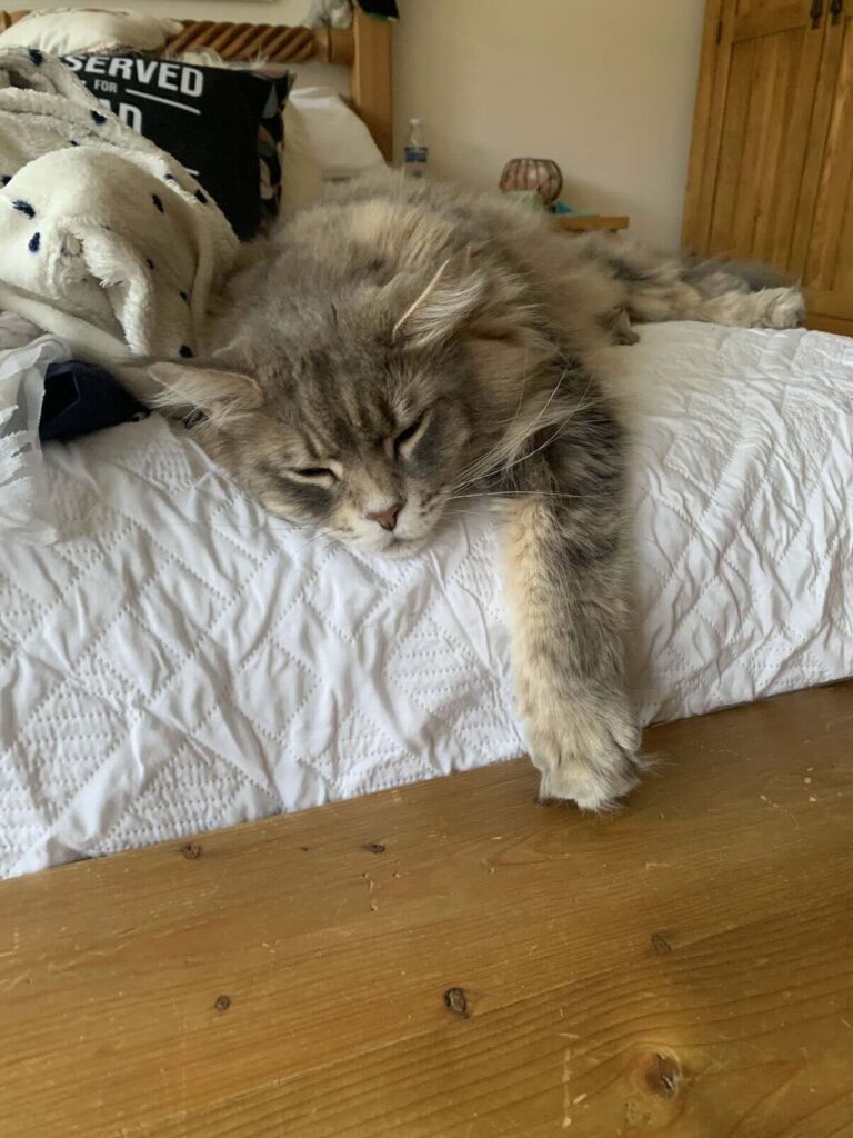 13 SHOCKING Truths Behind The Maine Coons Bottomless Appetite