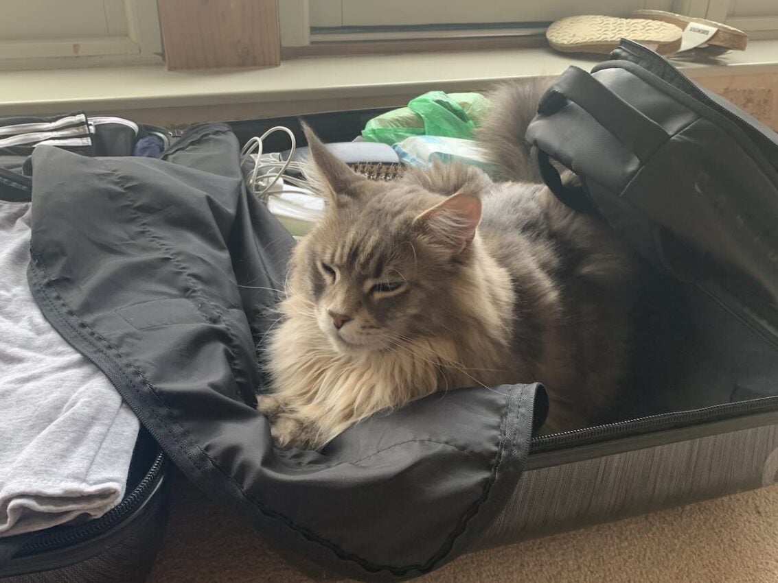 Gorgeous Maine Coon cat sleeping in travel case