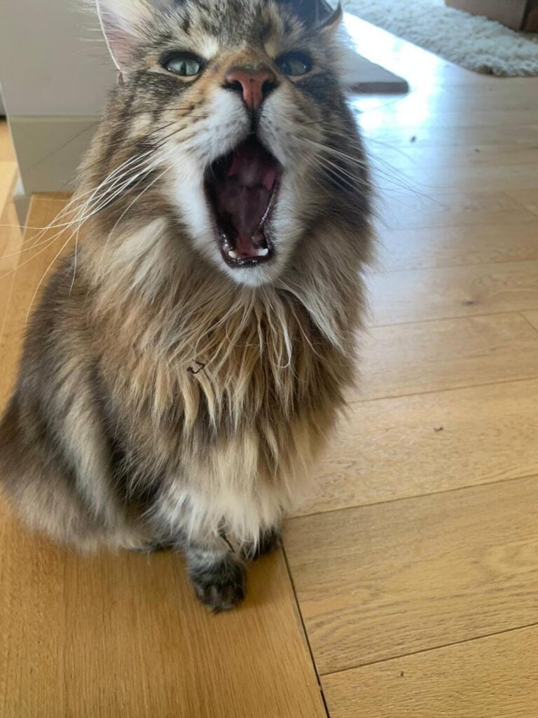 Maine Coon showing teeth and yawning