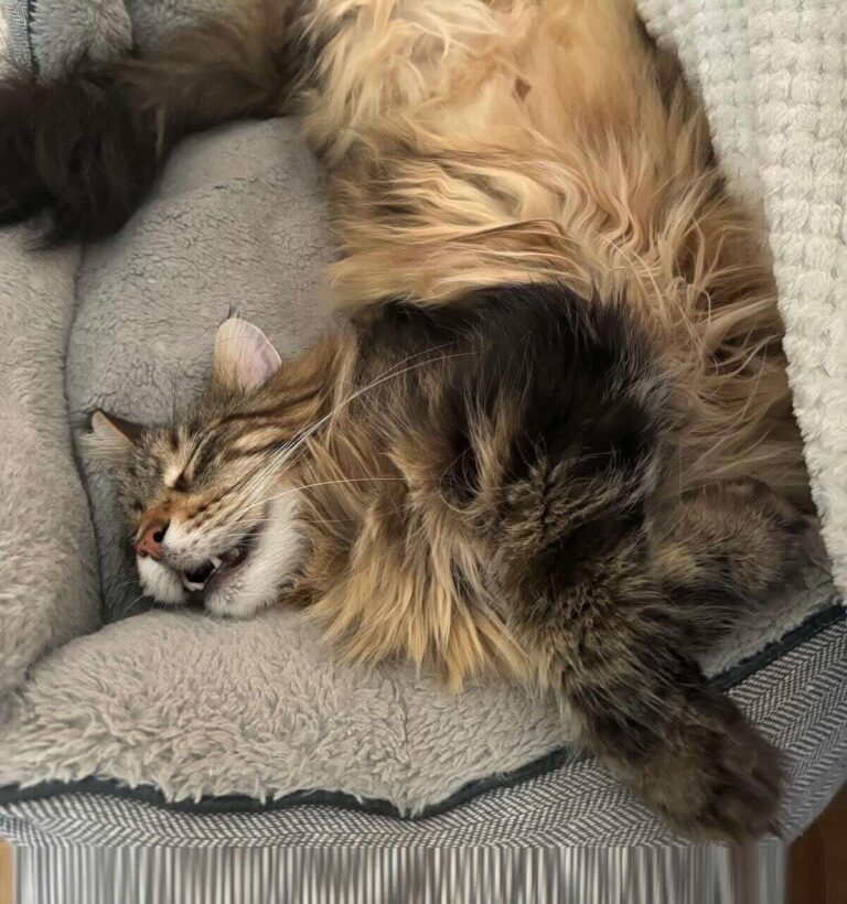 7 Maine Coon Diabetes Symptoms